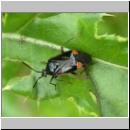 Deraeocoris ruber - Rote Weichwanze 05.jpg